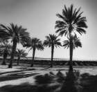 Date Palms, California Art Print